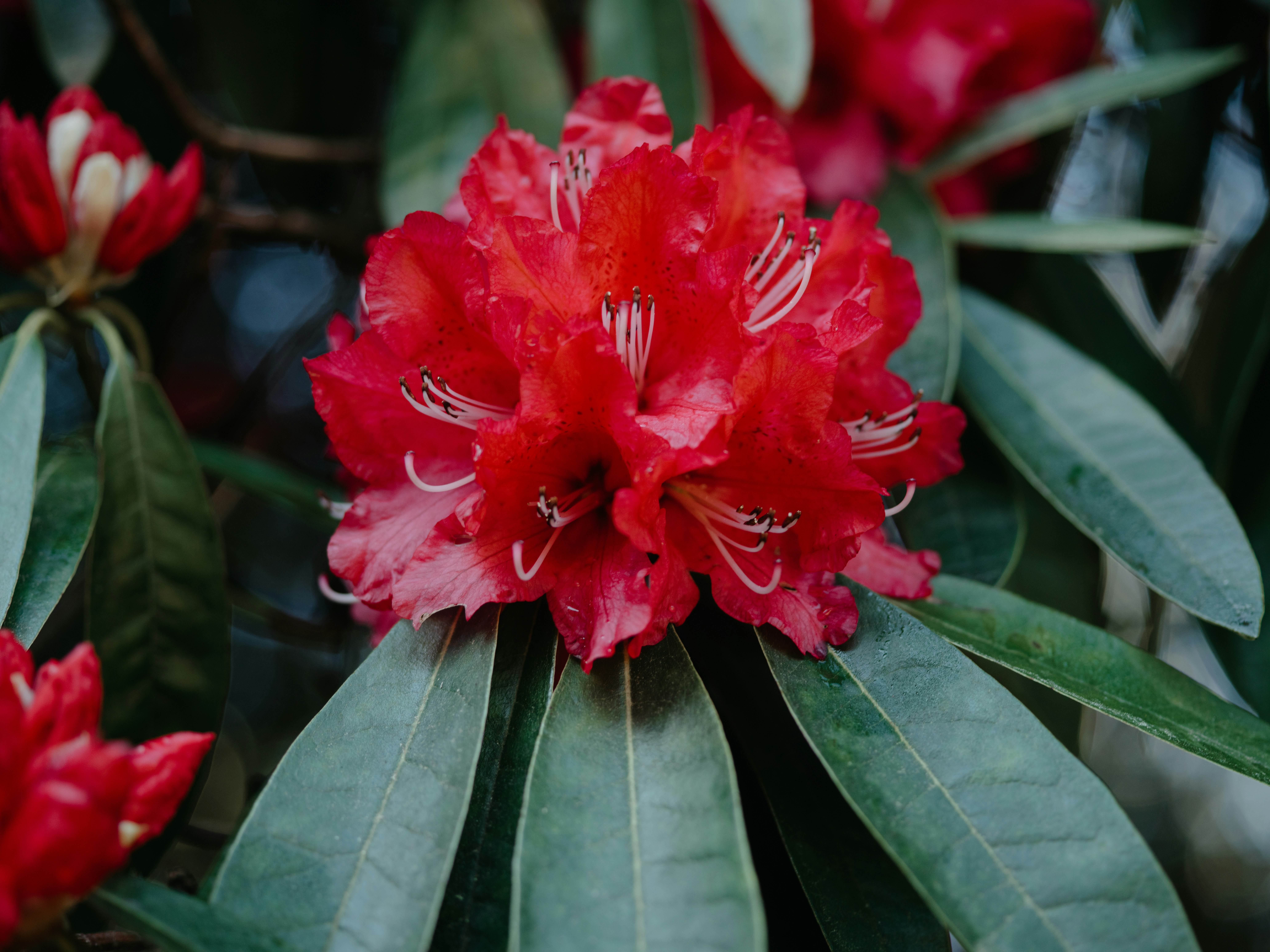 Rhododendron Flower